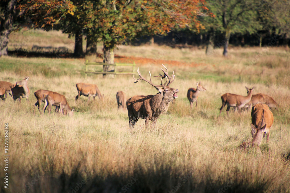 A view of some Red Deer in the countryside on a sunny Autumn day A view of some Red Deer in the countryside on a sunny Autumn day