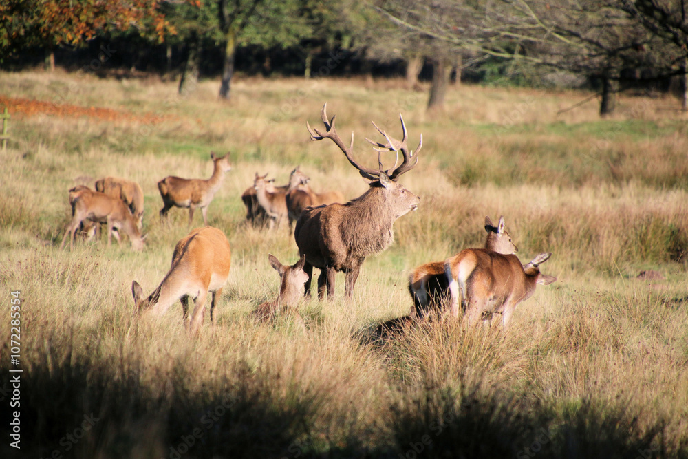 A view of some Red Deer in the countryside on a sunny Autumn day A view of some Red Deer in the countryside on a sunny Autumn day
