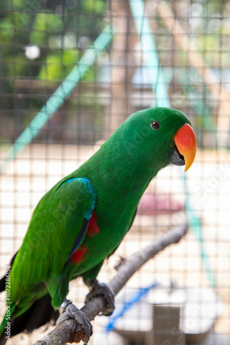 Eclectus Parrot Green mouth left orange years green blue red. A green parrot with a red beak sits on a tree branch photo