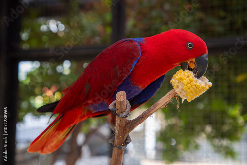 red eclectus parrot eating corn and standing on a tree trunk photo