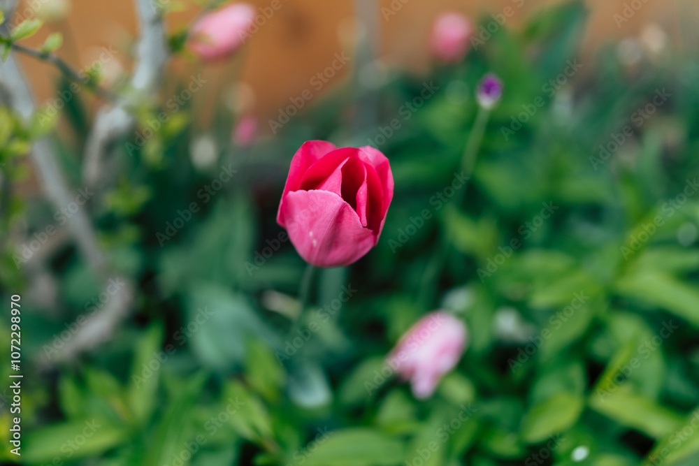 pink tulip in the field pink tulip in the field
