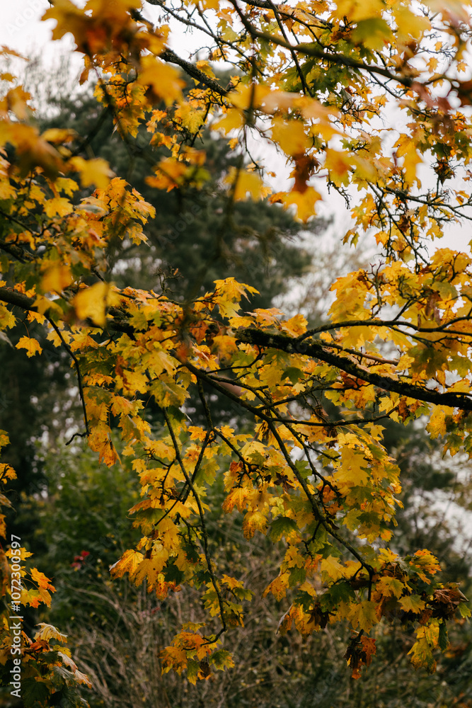yellow autumn leaves on the tree yellow autumn leaves on the tree