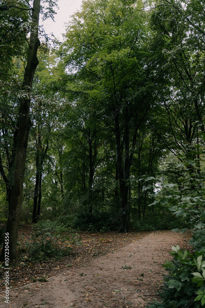 Fototapeta premium eery path in the woods