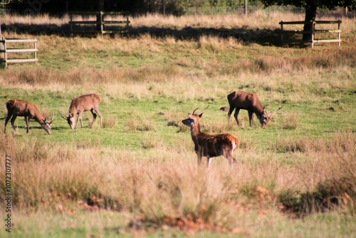 A view of some Red Deer in the countryside on a sunny Autumn day