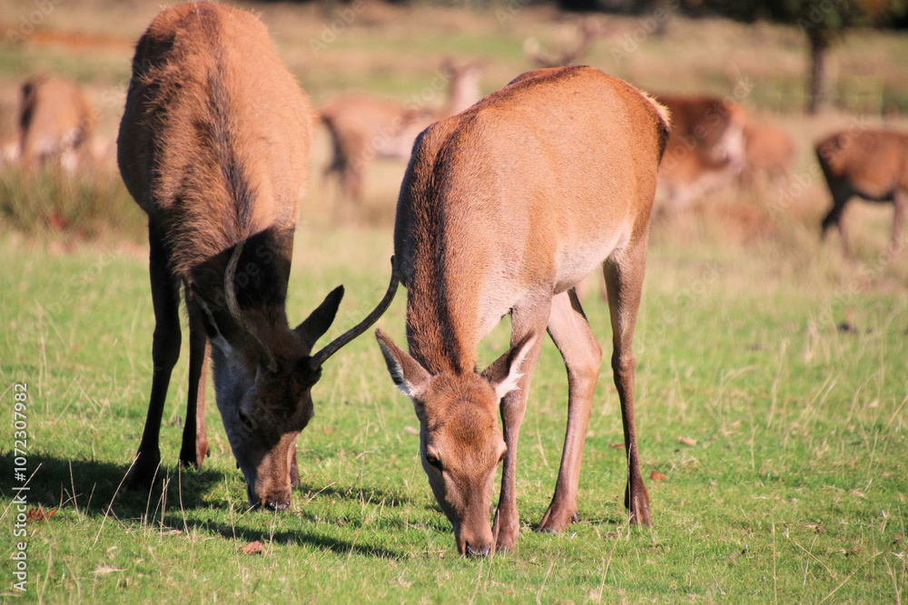 Fototapeta premium A view of some Red Deer in the countryside on a sunny Autumn day