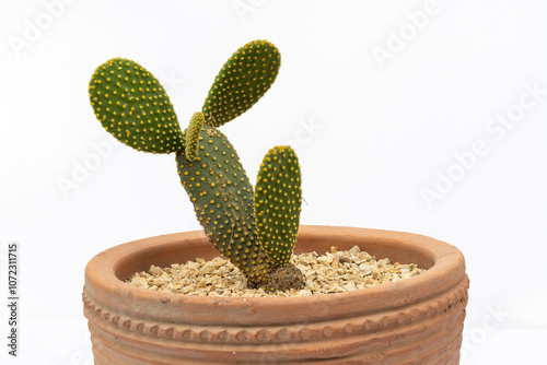 Close-up of Bunny Ears Cactus in Terracotta Pot Isolated on White Background photo