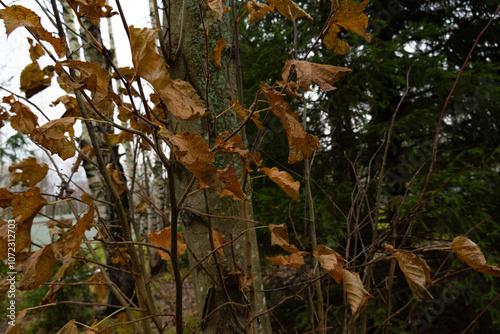 A branch with withered leaves on the bush. Autumn forest. photo