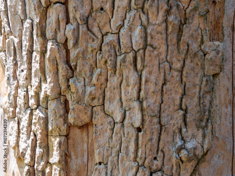 Close-up of tree bark texture showing unique patterns and natural beauty, ideal for environmental projects