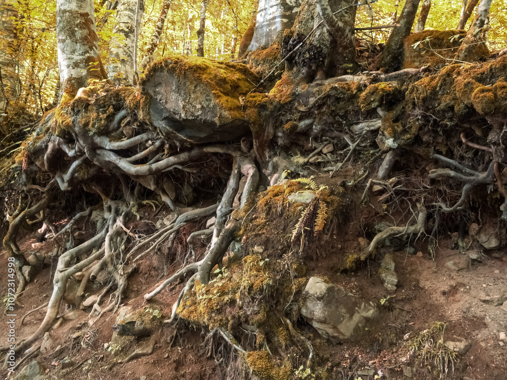 The powerful and beautiful root system of trees, gracefully intertwined in the ground, symbolizing the strength and sustainability of nature