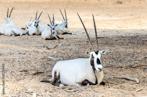 Antelope Arabian white oryx (Oryx dammah), it inhabits native environments of...