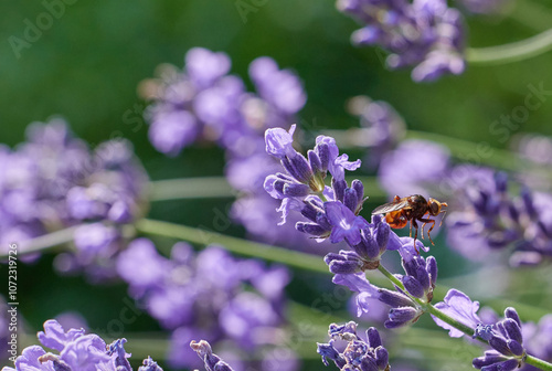 Sicus ferrugineus on Lavender Blossom