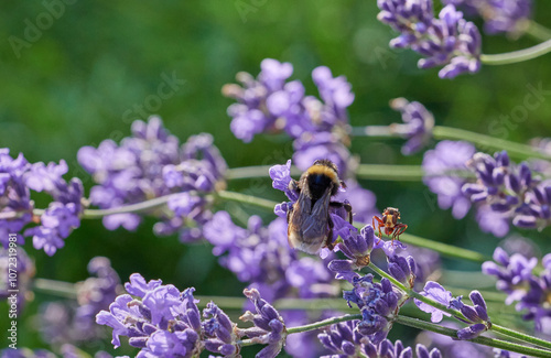 Sicus ferrugineus on Lavender Blossom Next to Bumblebee