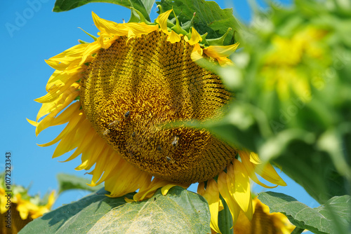 Bees sit on mature sunflower