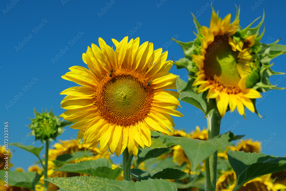 Field of beautiful sunflowers with many bees working. Bees are hard at work Field of beautiful sunflowers with many bees working. Bees are hard at work