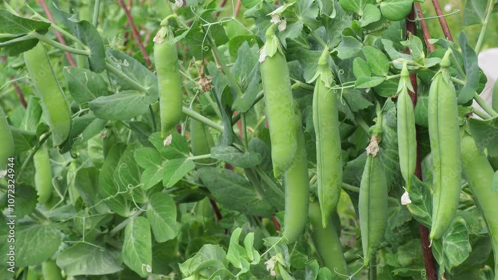 Pisum sativum, pea, garden peas in the garden. Growing vegetables in the garden. Pea pod close-up. Current affairs and problems of agriculture Pisum sativum, pea, garden peas in the garden. Growing vegetables in the garden. Pea pod close-up. Current affairs and problems of agriculture