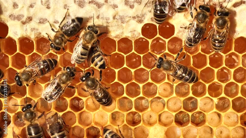 Reproduction of bees. From the egg to the larva. 
Feeding the larvae with bee milk. 
The eggs laid by the queen bee in the honeycomb, the bees are poured with milk.
