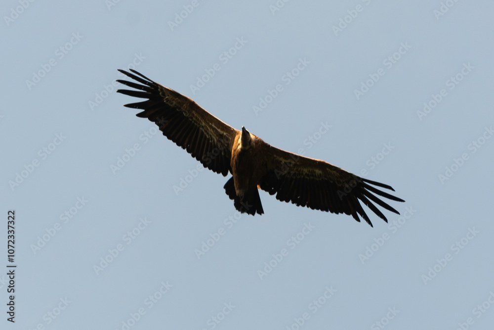 Fototapeta premium Vautour fauve,.Gyps fulvus, Griffon Vulture, Parc naturel régional des grands causses 48, Lozere, France