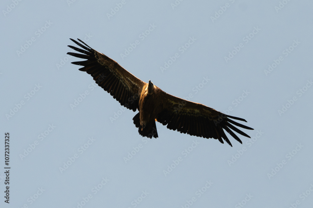 Vautour fauve,.Gyps fulvus, Griffon Vulture, Parc naturel régional des grands causses 48, Lozere, France Vautour fauve,.Gyps fulvus, Griffon Vulture, Parc naturel régional des grands causses 48, Lozere, France