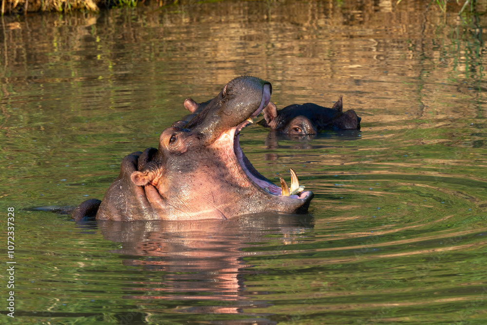 Hippopotame, Hippopotamus amphibius, Afrique du Sud Hippopotame, Hippopotamus amphibius, Afrique du Sud