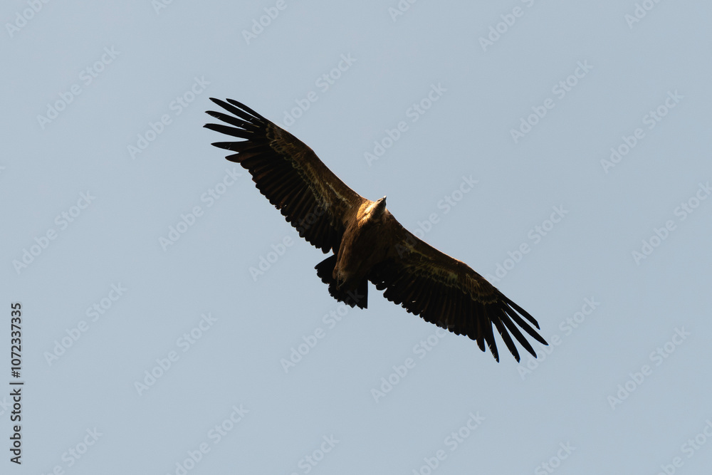 Fototapeta premium Vautour fauve,.Gyps fulvus, Griffon Vulture, Parc naturel régional des grands causses 48, Lozere, France