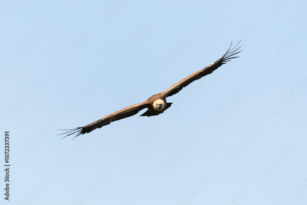 Vautour fauve,.Gyps fulvus, Griffon Vulture, Parc naturel régional des grands causses 48, Lozere, France Vautour fauve,.Gyps fulvus, Griffon Vulture, Parc naturel régional des grands causses 48, Lozere, France