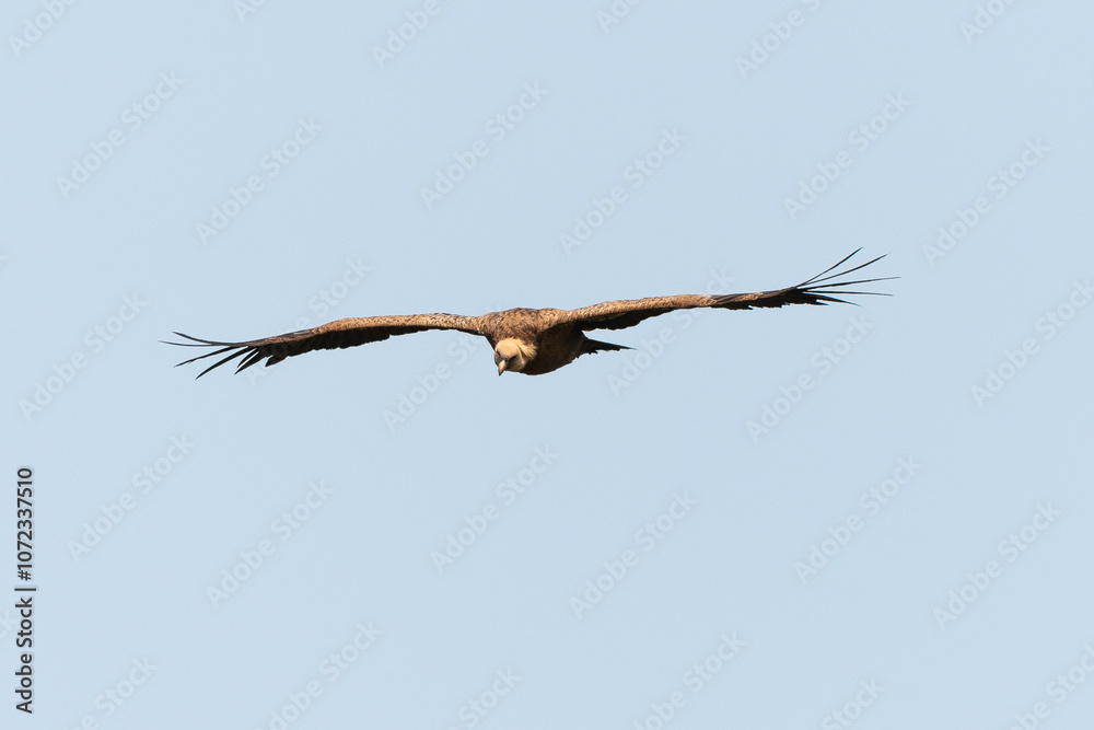 Vautour fauve,.Gyps fulvus, Griffon Vulture, Parc naturel régional des grands causses 48, Lozere, France Vautour fauve,.Gyps fulvus, Griffon Vulture, Parc naturel régional des grands causses 48, Lozere, France