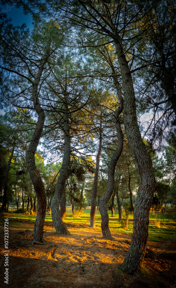 Fototapeta premium bosque otoñal