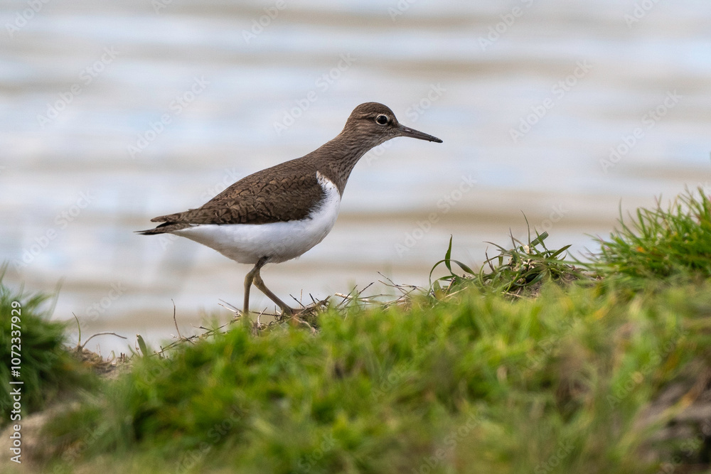 Chevalier guignette,.Actitis hypoleucos, Common Sandpiper Chevalier guignette,.Actitis hypoleucos, Common Sandpiper