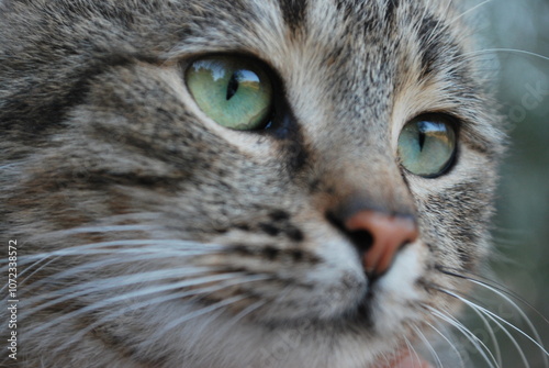 close up portrait of a cat