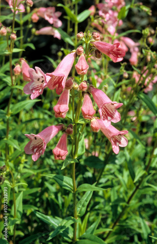 Penstemon Hewell Pink Bedder, Galane,.Penstemon x hybrida Hewell Pink Bedder