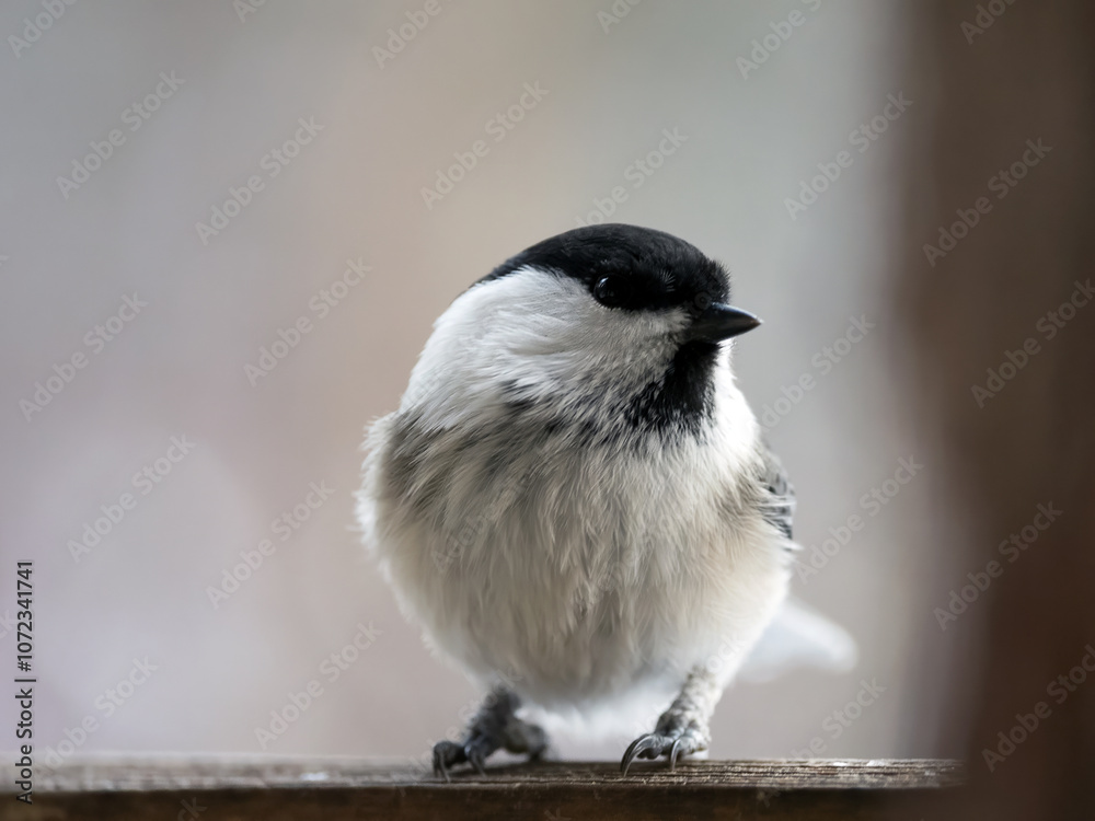 Naklejka premium Portrait of a willow tit, close-up