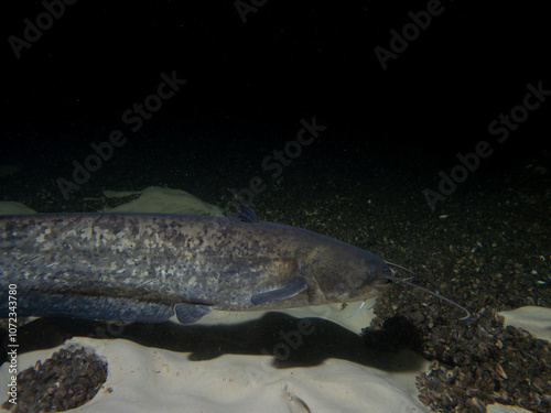 Underwater Close-Up of a Whiskered Catfish in Murky Freshwater Habitat