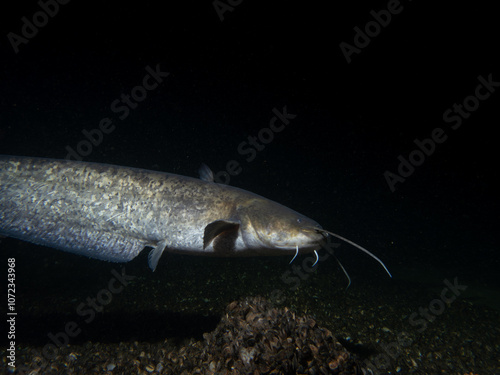 Underwater Close-Up of a Whiskered Catfish in Murky Freshwater Habitat