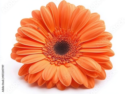 Vibrant orange gerbera daisy in full bloom