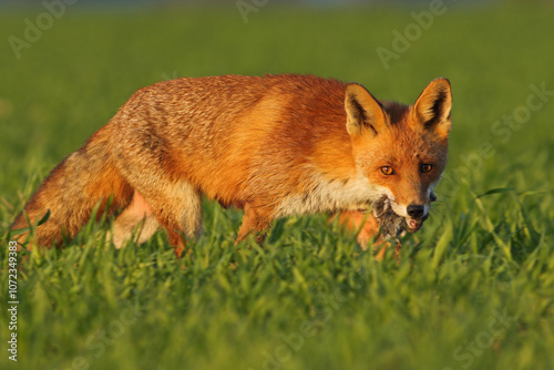 Lis rudy, lis pospolity (Vulpes vulpes)