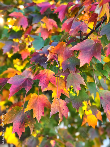 Rainbow foliage on the farm, October 2024