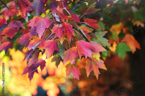 Golden hour on the farm, fall foliage October 2024