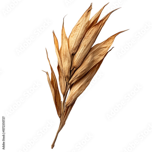 A dry husk on a clean,clear white background capturing the natural,organic texture and fragility of this botanical element