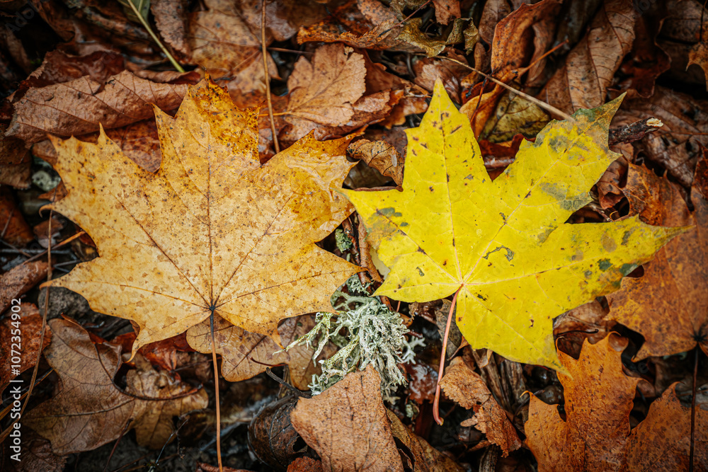 A vibrant yellow maple leaf stands out against a backdrop of brown, decaying oak leaves on the forest floor. The image captures the contrast of colors A vibrant yellow maple leaf stands out against a backdrop of brown, decaying oak leaves on the forest floor. The image captures the contrast of colors