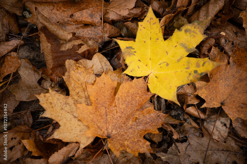 A vibrant yellow maple leaf stands out against a backdrop of brown, decaying oak leaves on the forest floor. The image captures the contrast of colors A vibrant yellow maple leaf stands out against a backdrop of brown, decaying oak leaves on the forest floor. The image captures the contrast of colors