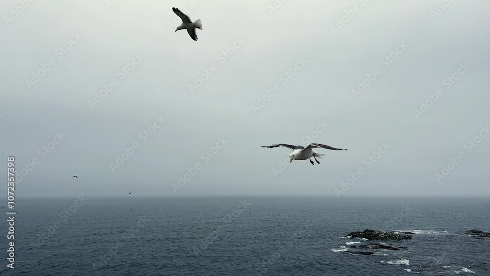 Seagulls are majestically soaring over the stunning rocky coastline by the beautiful sea Seagulls are majestically soaring over the stunning rocky coastline by the beautiful sea