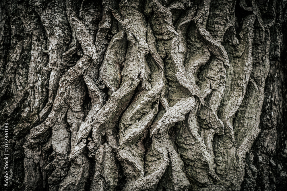 A detailed close-up of rugged tree bark showcasing intricate, twisted patterns and deep grooves. The bark texture highlights the natural, aged look of the tree.