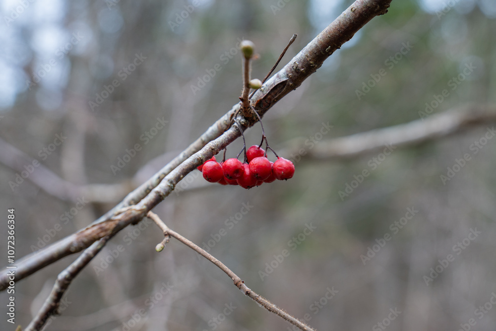 rowan tree berries on the branch. Autumn, no leaves. rowan tree berries on the branch. Autumn, no leaves.
