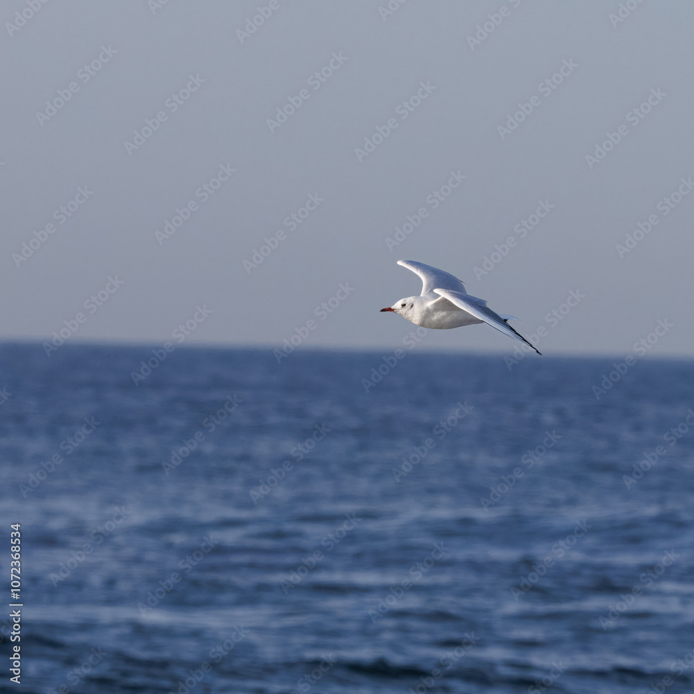 Guincho-comum (Chroicocephalus ridibundus), Um Guincho a voar por cima do mar azul Guincho-comum (Chroicocephalus ridibundus), Um Guincho a voar por cima do mar azul