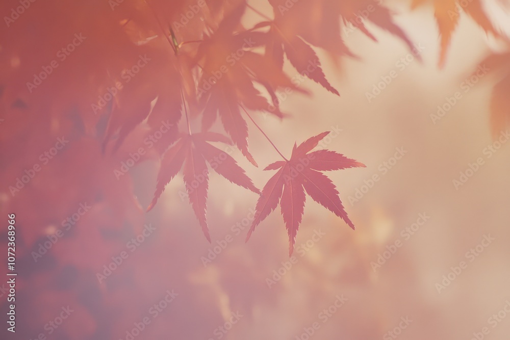 Vibrant red maple leaves in autumn Vibrant red maple leaves in autumn
