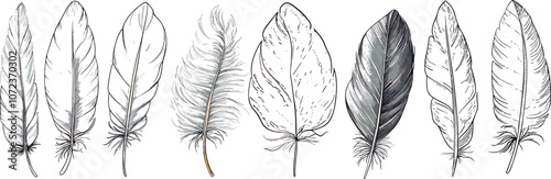 Beautifully Illustrated Collection of Diverse Feather Designs