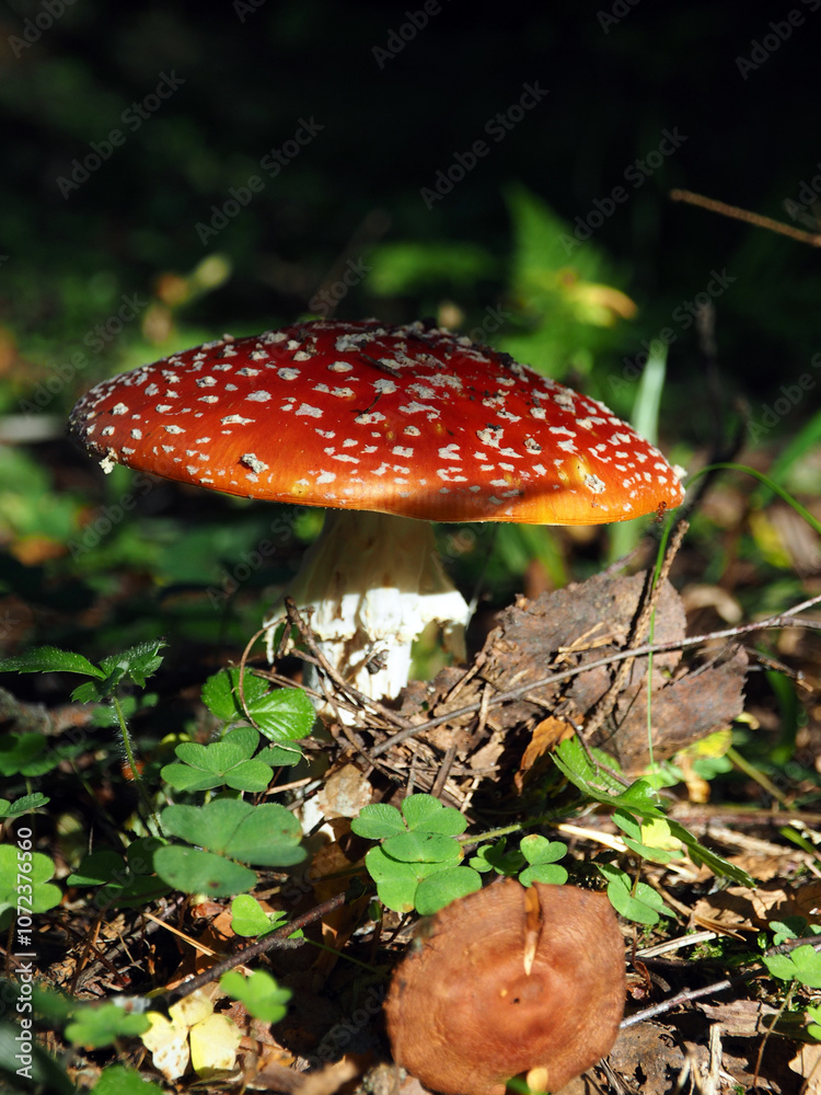 Amanita muscaria, fly agaric or fly amanita