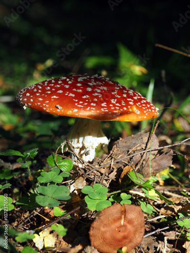 Obraz na płótnie Amanita muscaria, fly agaric or fly amanita w salonie