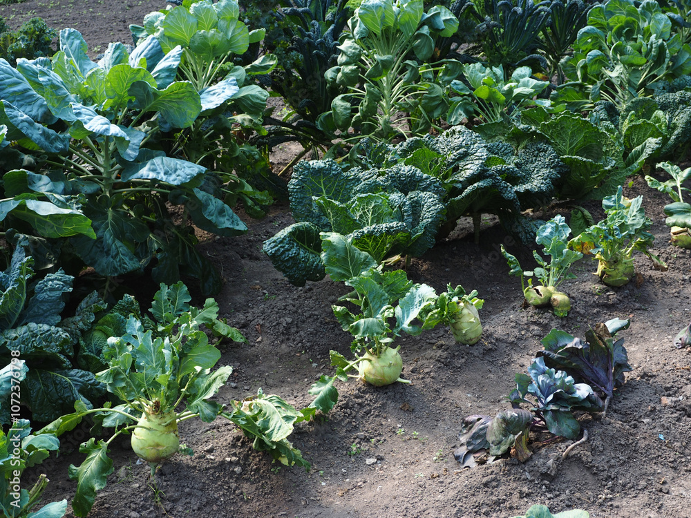 Cabbage beds in the garden. Growing cabbage in the garden.