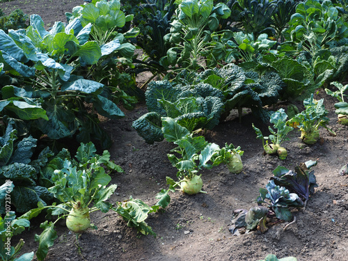 Obraz na płótnie Cabbage beds in the garden. Growing cabbage in the garden. w salonie